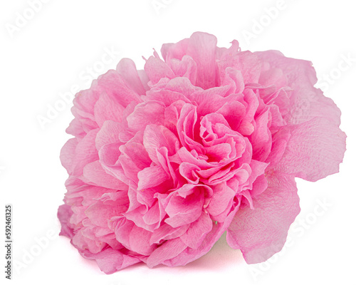 Pink flower of mallow, isolated on white background