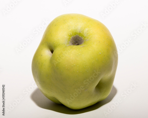 Obraz na plátně Ugly mutant apple. The fruit is yellow on a white background.