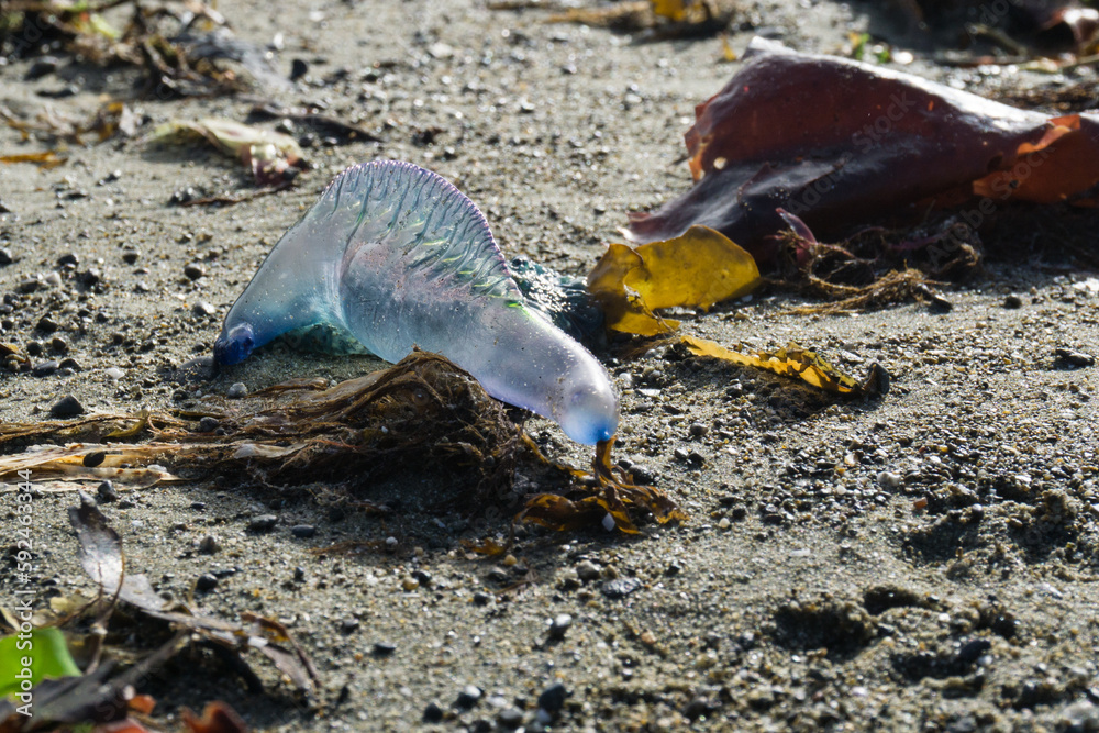 Portuguese man-o-war, stranded on a beach