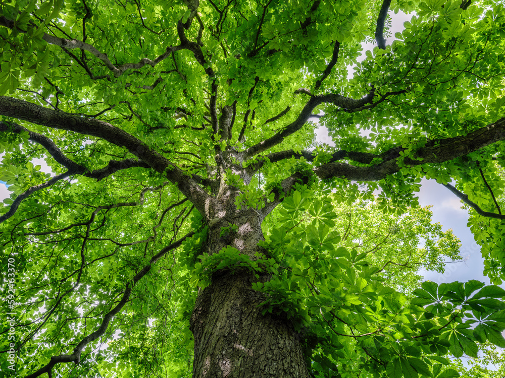 Green tree in the forest