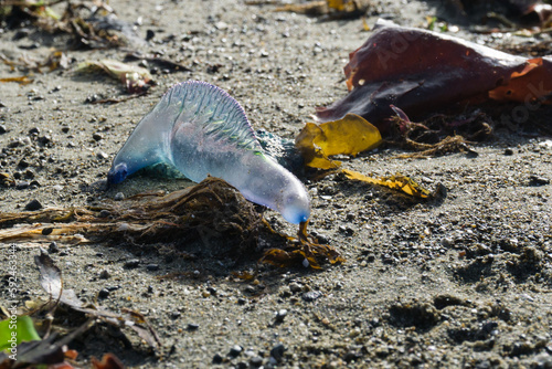 Portuguese man-o-war  stranded on a beach