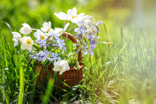 with a bouquet of garden flowers wood anemone, wild blue phlox, threadstalk speedwell in a basket. photo