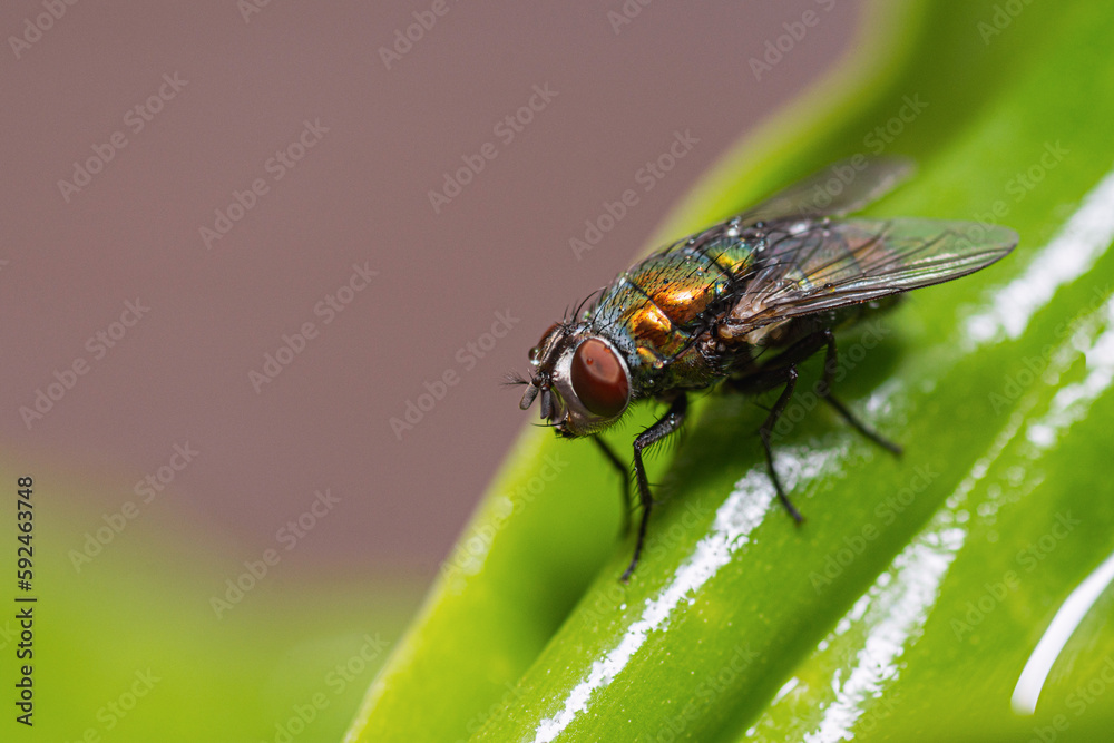 fly on leaf