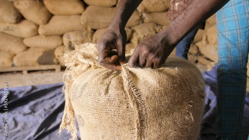 A farmer closes the cocoa bag filled with beans, in Ivory Coast