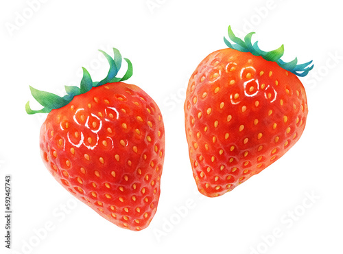 熟した赤いイチゴの水彩イラスト_新鮮で甘いかわいいフルーツ