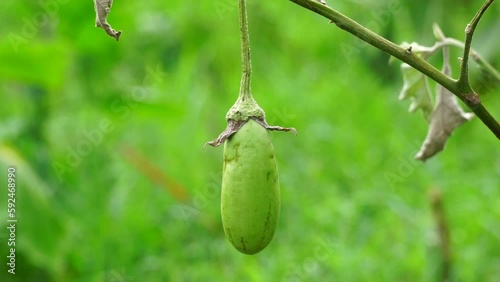 Solanum melongena (Also called eggplant, terung, terong, brinjal, aubergine) on the tree photo