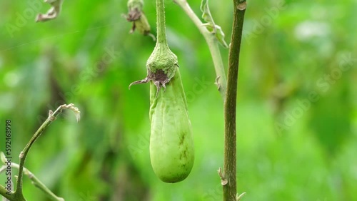 Solanum melongena (Also called eggplant, terung, terong, brinjal, aubergine) on the tree photo