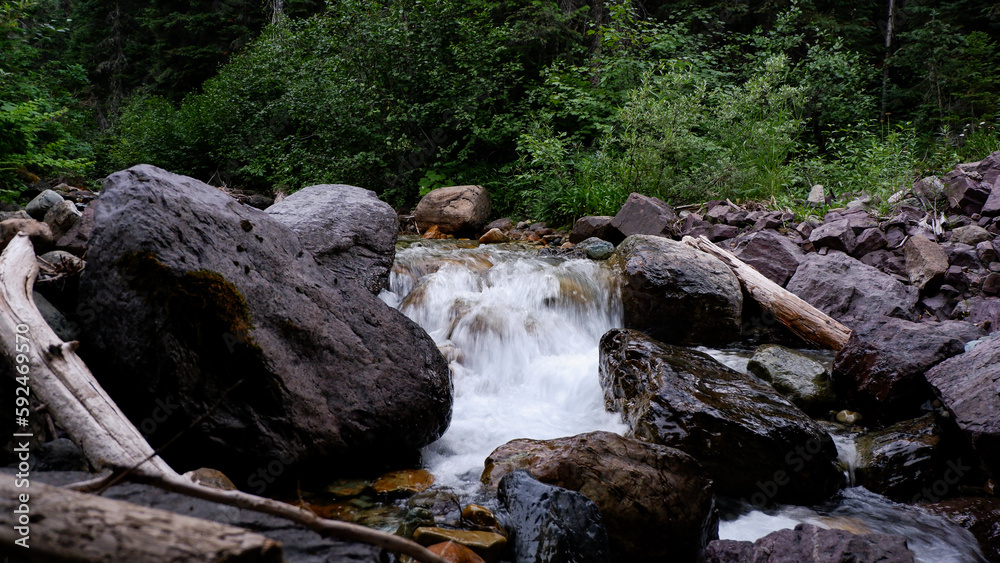 Fototapeta premium river in the forest