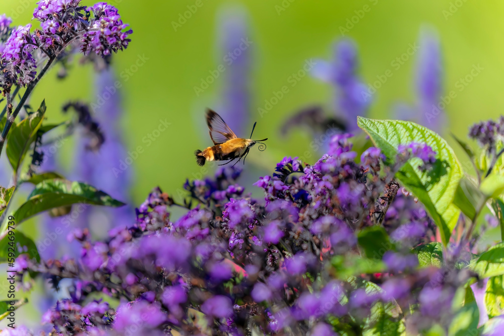 Hummingbird hawk - moth (Macroglossum stellatarum) Hummingbird hawk - moth (Macroglossum stellatarum)
