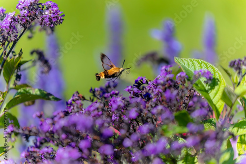 Hummingbird hawk - moth (Macroglossum stellatarum) © Denny