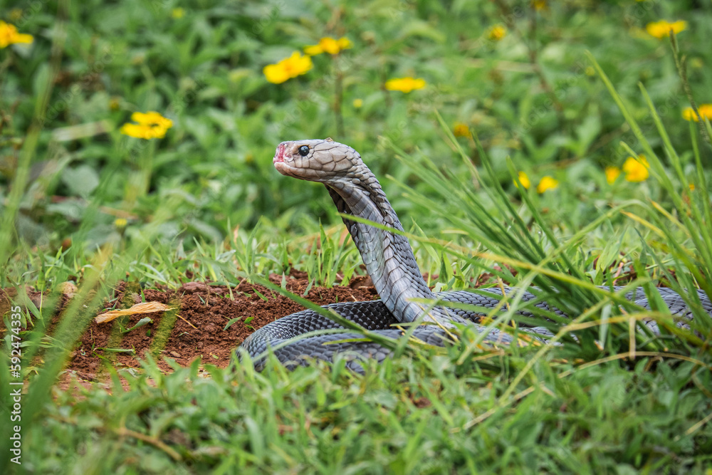 the cobra is walking around the grass