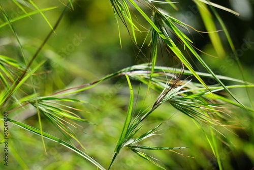 Themeda triandra (Also called kangaroo grass, red grass, red oat grass, rooigras, Themeda australis, rumput kangguru, rumput merah). It serves as a food source for several avian species photo