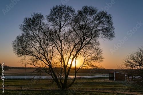 A lacy tree silhouette against the sunset on a farm with a shed in a pasture and a split-rail fence.