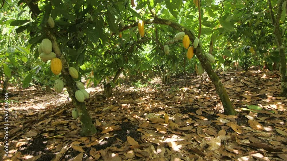 Cocoa plantation with trees full of fruits in the forest, in Ivory