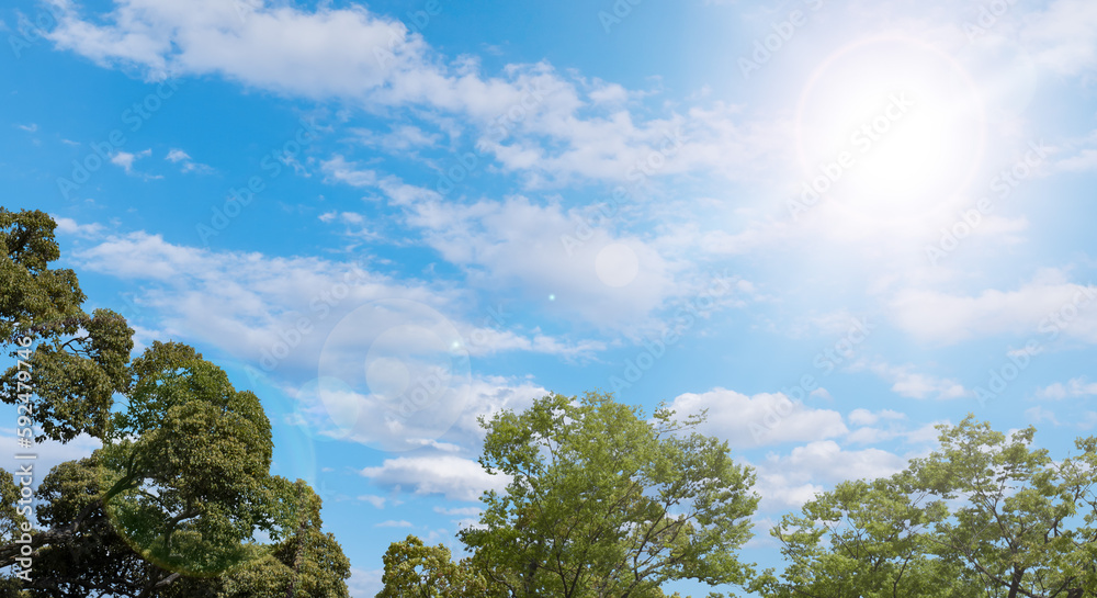 Obraz premium 春・初夏・夏の晴天太陽の日差しに照らされた新緑の木々の葉とさわやかな青空、雲の背景 アウトドア・キャンプ・ゴールデンウィーク・夏休み・祝日のイメージ