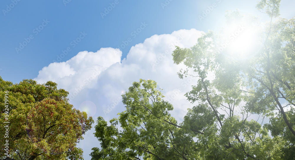 春・初夏・夏の晴天太陽の日差しに照らされた新緑の木々の葉とさわやかな青空、入道雲の背景　アウトドア・キャンプ・ゴールデンウィーク・夏休み・祝日のイメージ