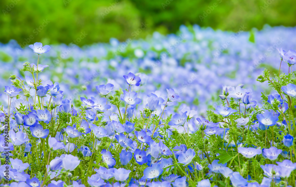 青いネモフィラの花畑