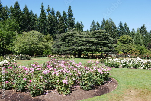 Rosen im Queenstown Gardens in den Neuseeländischen Alpen in Neuseeland