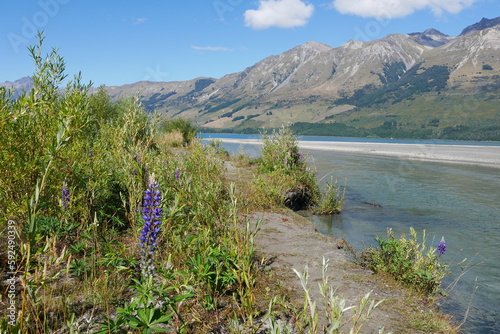 Lupinen am Flussufer Neuseeländische Alpen Neuseeland