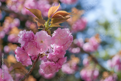 豪華な八重桜