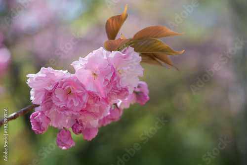 豪華な八重桜