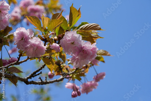 豪華な八重桜