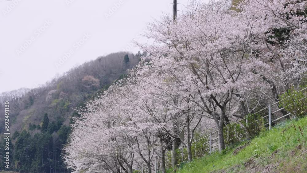 美咲町の桜吹雪