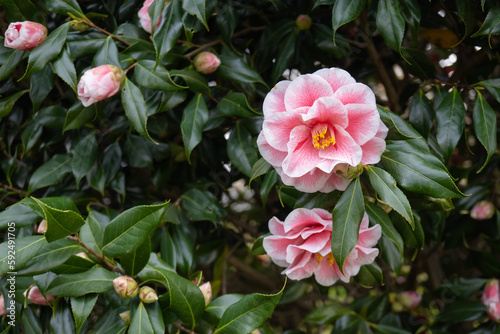 美の山公園のピンクの椿"コモミジ? "（Camellia japonica 'Komomiji'）をクローズアップ