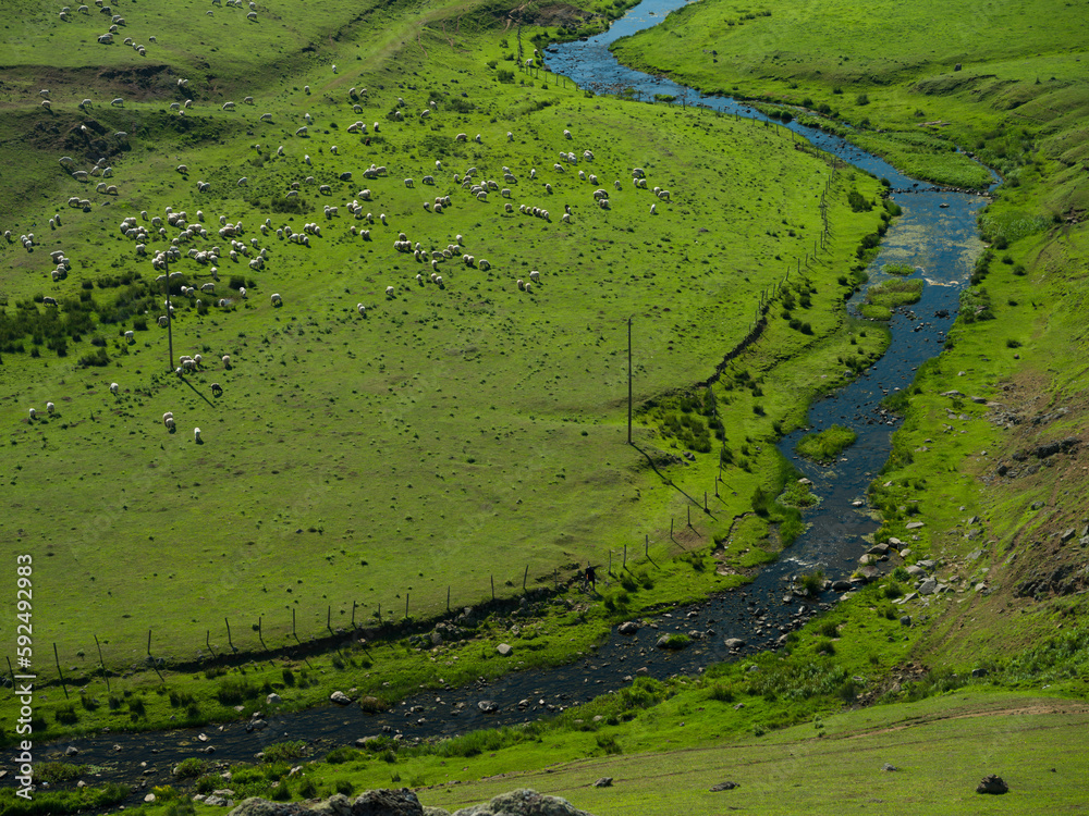 Sheep grazing in the pasture. Green grass and river view in spring. 