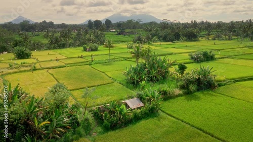 Aerial View Of Green Rice Fields With Tropical Forest And Mountains In Sunrise In Bali, Indonesia. - Classic tourism destination aerial view photo