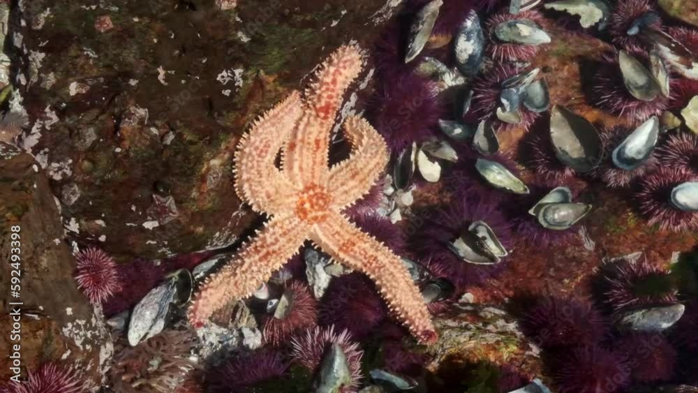 Starfish in a shallow pool with sea urchins and shells Starfish in a shallow pool with sea urchins and shells
