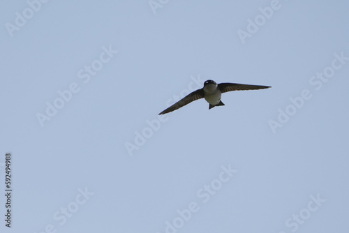 asian house martin in flight