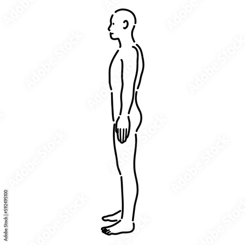 男性の裸体の人体を横から見たイラスト
