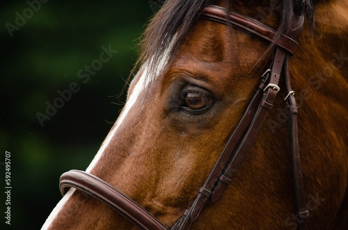 Horse's eye © Frances