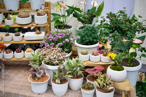 Planting of springtime flowers in balcony garden