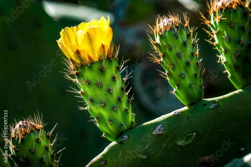 The prickly pear flowers