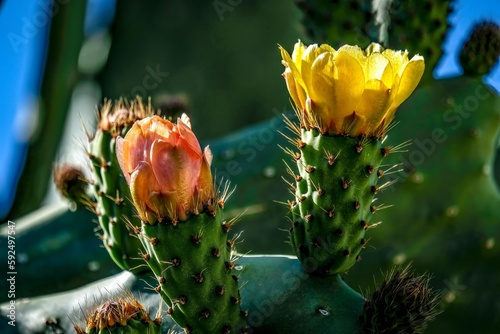 The prickly pear comes alive