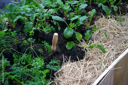using a trowel to plant a small grow vegetables plant