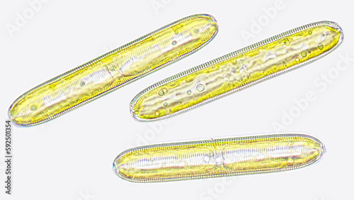 Pinnularia sp., a freshwater phytoplankton belonging diatom group. Focus stacked image