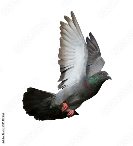 Pigeon in flight on transparent background (PNG File) © Direk Takmatcha