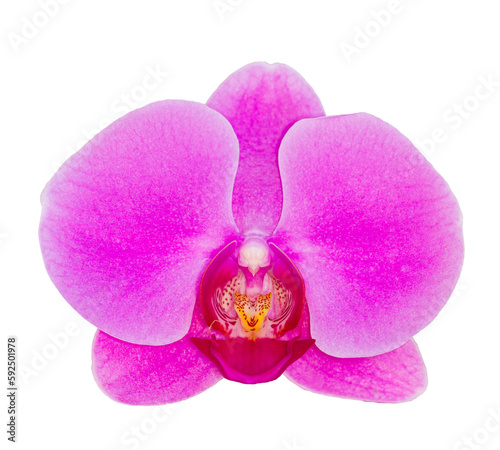 Purple orchid on transparent background