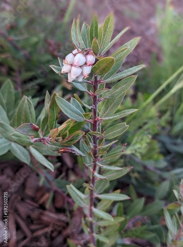 close up of pointleaf manzanita plant