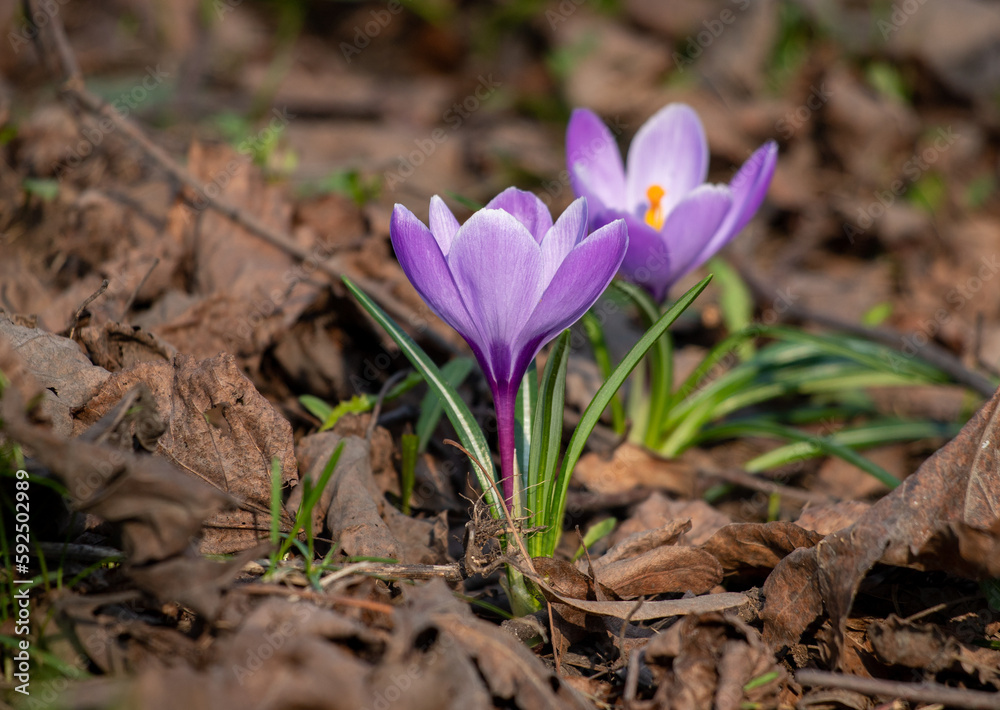 Wild purple flower, spring saffron, nature in spring. Wild purple flower, spring saffron, nature in spring.