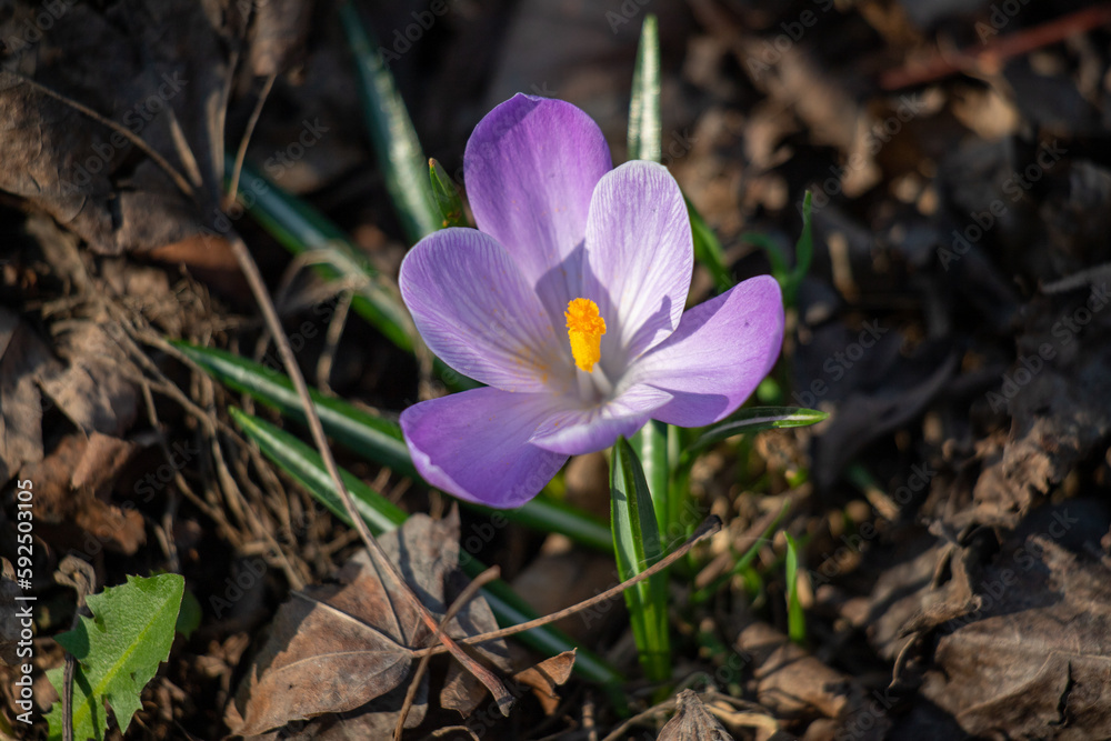 Wild purple flower, spring saffron, nature in spring. Wild purple flower, spring saffron, nature in spring.