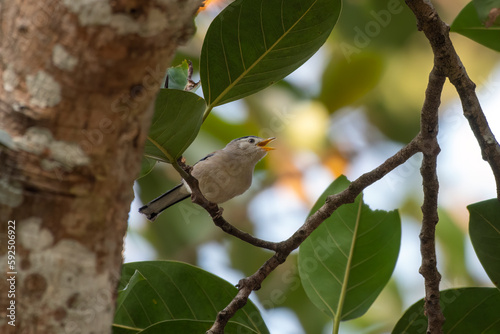 Blue-winged minla or Actinodura cyanouroptera seen in Rongtong in West Bengal photo