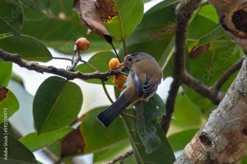 Blue-winged minla or Actinodura cyanouroptera seen in Rongtong in West Bengal photo
