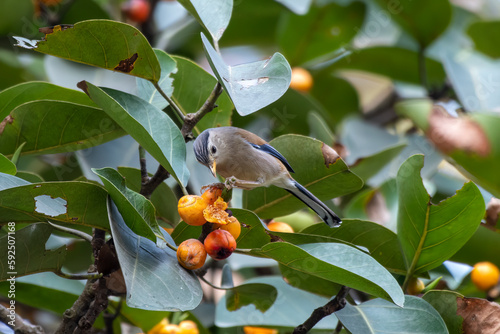 Blue-winged minla or Actinodura cyanouroptera seen in Rongtong in West Bengal photo