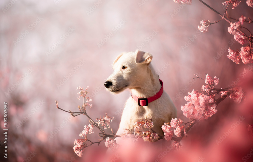 Spring portrait of a dog in pink flowers. Spring is the most beautiful time. A dog is a man's best friend. Spring portrait of a dog in pink flowers. Spring is the most beautiful time. A dog is a man's best friend.