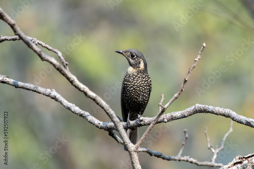 Chestnut-bellied rock thrush or Monticola rufiventris observed in Rongtong photo