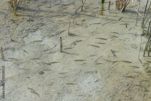 Plitvice Lakes National Park in Croatia: UNESCO World Heritage